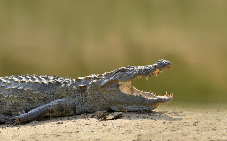 Na terenie kopalni „Bełchatów” odnaleziono szczątki krokodyla sprzed około 17 mln lat/Zdjęcie ilustracyjne /Shutterstock