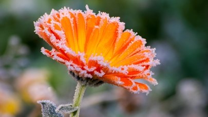 Na termometrach nawet minus 7 st. IMGW ostrzega przed przymrozkami