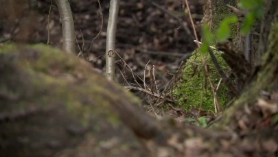 Na torfowisku nieopodal Łodzi znaleziono ciało mężczyzny. Rodzina zgłosiła jego zaginięcie 