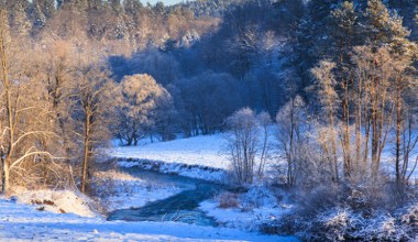 Na tropie leśnych zwierząt. Zimowy quiz przyrodniczy dla każdego