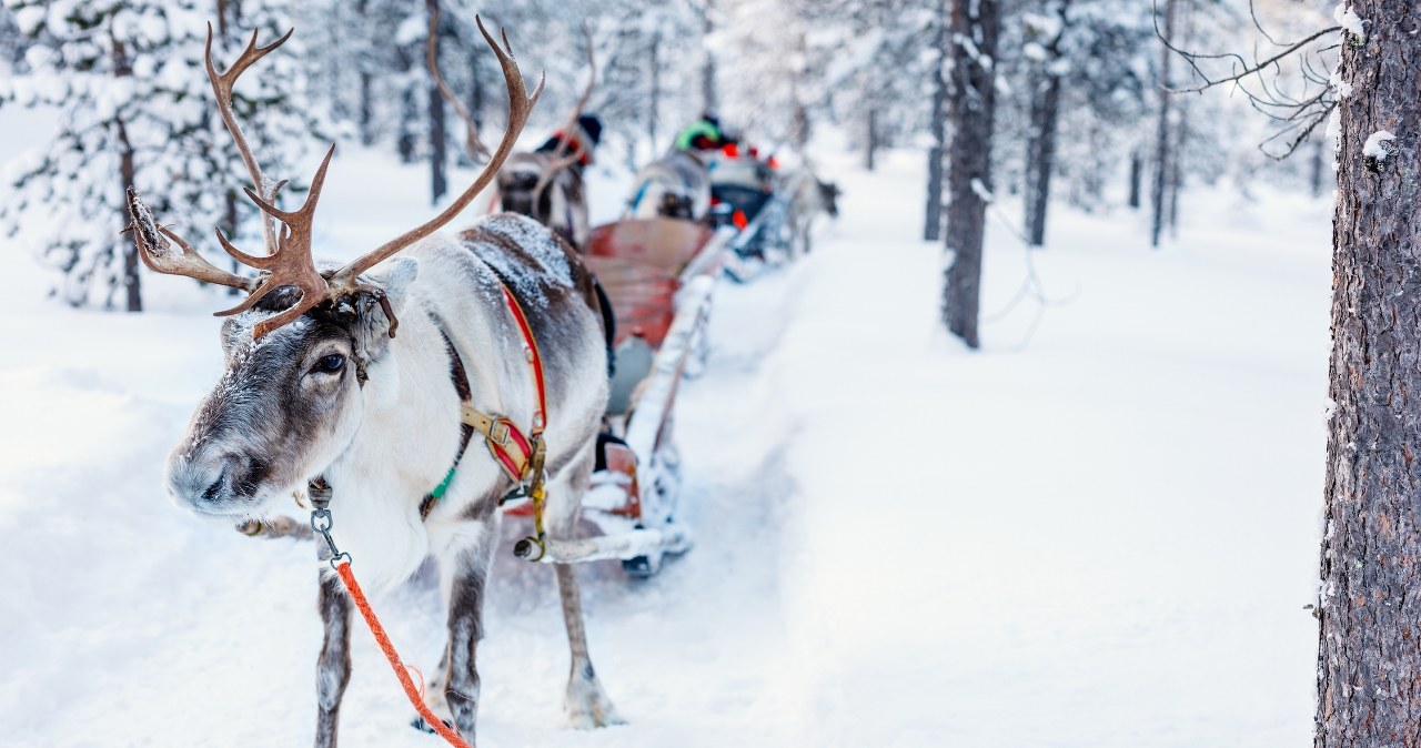Na turystów w Rovaniemi czeka możliwość przejechania się psim zaprzęgiem i saniami ciągniętymi przez renifery. /Pixel