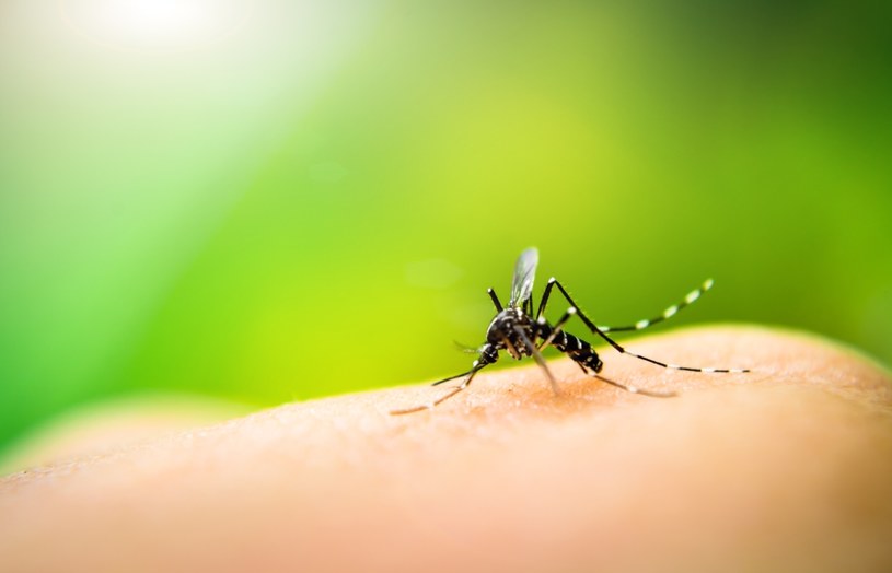 Na ukąszenia komara pomoże mniszek /123RF/PICSEL