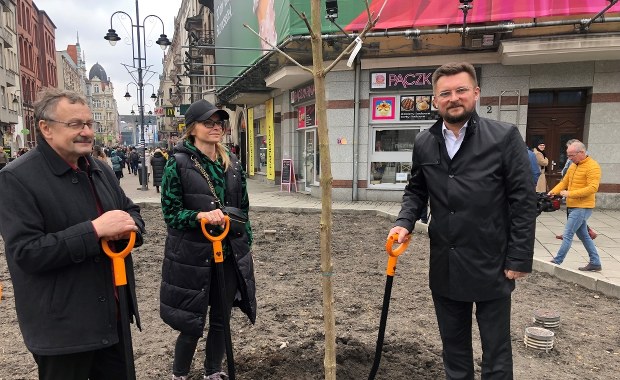 Na ul. Stawową w Katowicach wracają drzewa. Na deptaku będą rosły kasztanowce