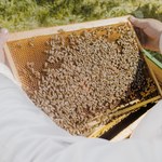 ​Na Uniwersytecie Przyrodniczym otwarto pszczelą Europejską Pasiekę Miejską