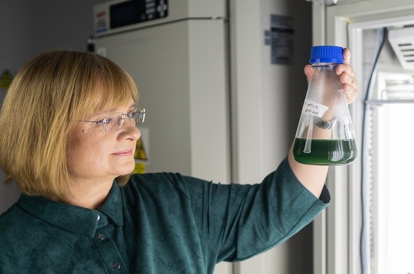 Na Uniwersytecie Warszawskim opracowano nowy szczep alg, który może być wykorzystywany w szeregu zastosowań, takich jak oczyszczanie ścieków czy produkcja biopaliw /materiały prasowe