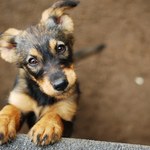 Na Ursynowie rusza akcja zbiórki darów dla bezdomnych zwierząt