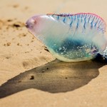 Na wakacjach warto uważać. Takie worek z powietrzem na plaży trzeba omijać