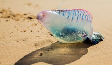 Na wakacjach warto uważać. Takie worek z powietrzem na plaży trzeba omijać