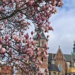 Na Wawelu rozkwitła królowa. Trzeba się spieszyć, by ją zobaczyć ZDJĘCIA