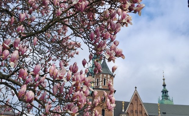 Na Wawelu rozkwitła królowa. Trzeba się spieszyć, by ją zobaczyć ZDJĘCIA