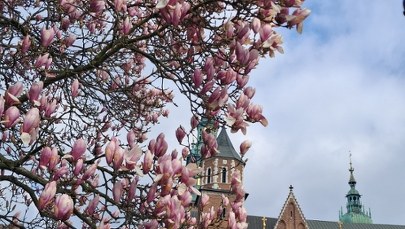 Na Wawelu rozkwitła królowa. Trzeba się spieszyć, by ją zobaczyć ZDJĘCIA