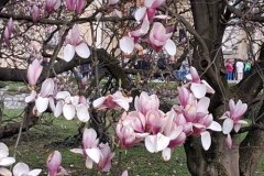 Na Wawelu zakwitła piękna magnolia 