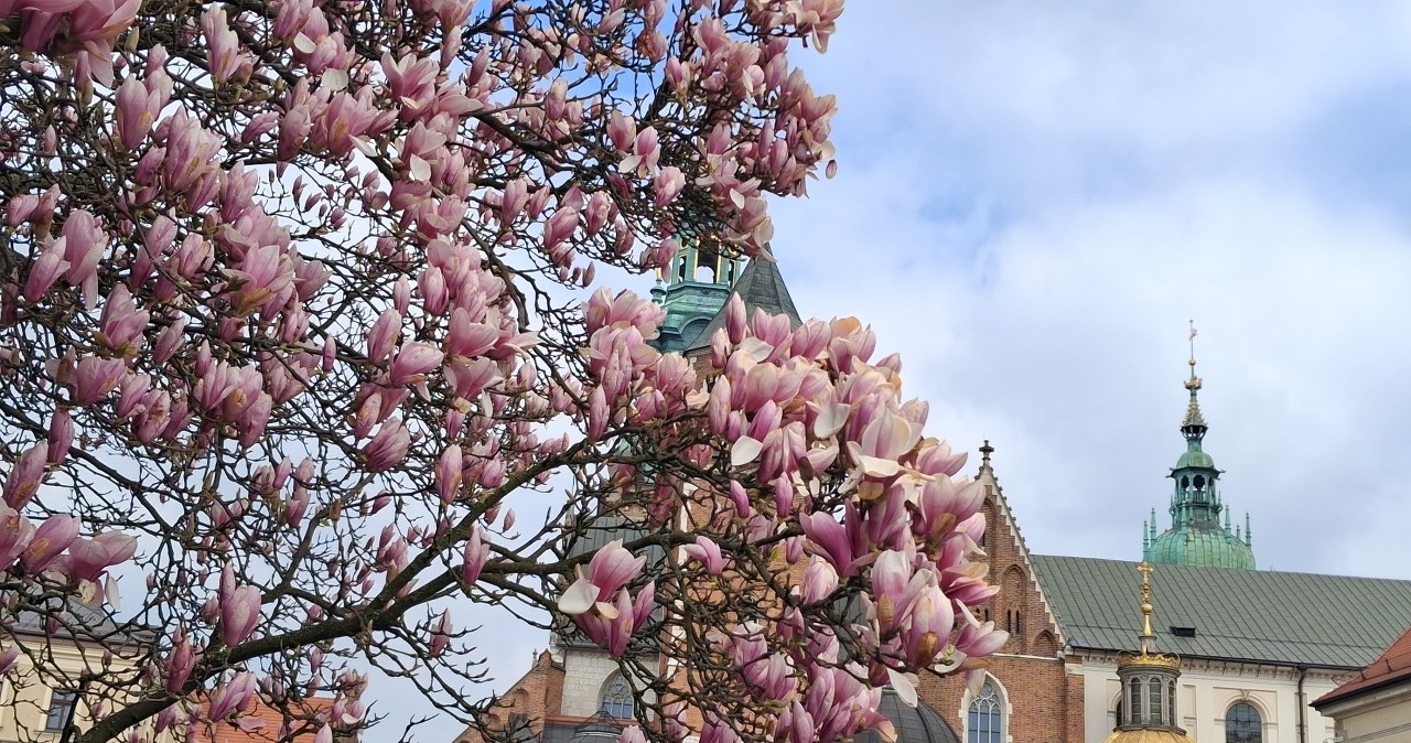 Na Wawelu zakwitła piękna magnolia 