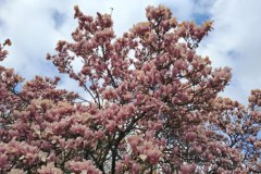 Na Wawelu zakwitła piękna magnolia 