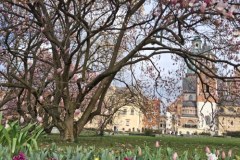 Na Wawelu zakwitła piękna magnolia 