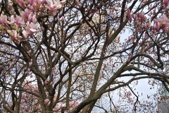 Na Wawelu zakwitła piękna magnolia 