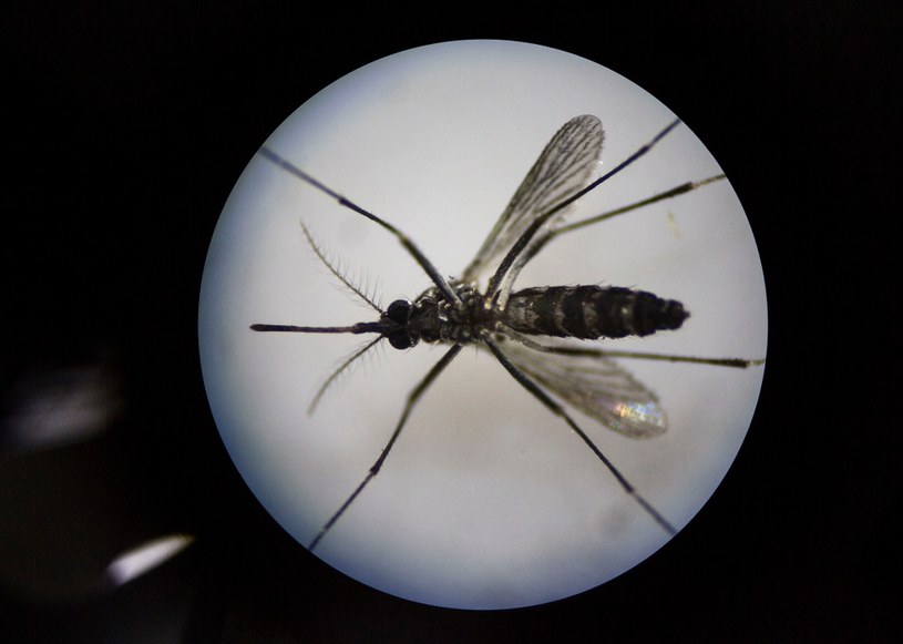 Na wiele chorób przenoszonych przez komary wciąż nie opracowaliśmy skutecznych szczepionek /Kevin Frayer / Stringer /Getty Images