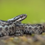 Na wiosnę wypełzają z ukrycia. Jest coś, co je przyciąga