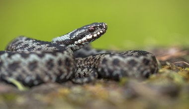 Na wiosnę wypełzają z ukrycia. Jest coś, co je przyciąga
