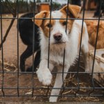 Na właścicieli psów spadnie nowy obowiązek. Jest decyzja Stałego Komitetu Rady Ministrów