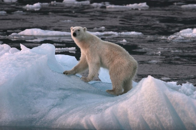 Na wypadek ataku niedźwiedzia polarnego lepiej wypożyczyć broń /East News