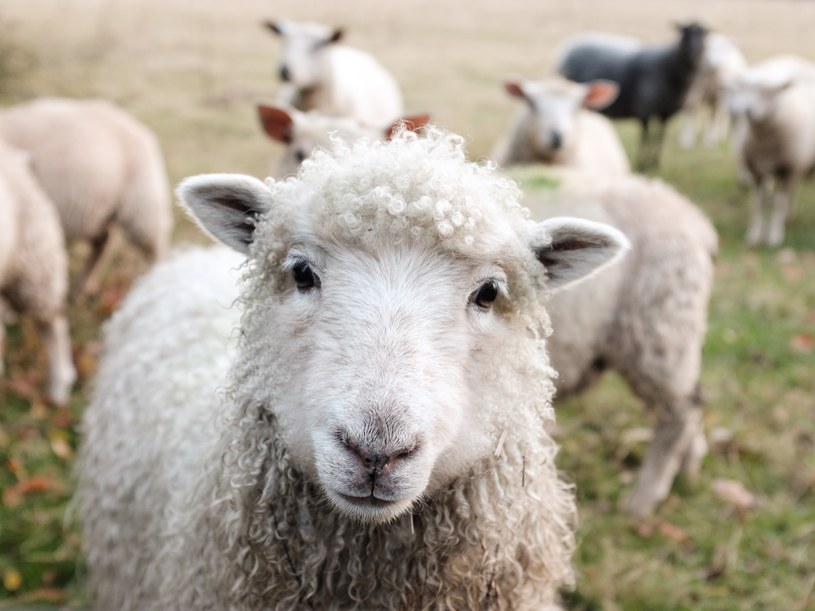 Na Wyspach Owczych znajdziemy zastraszające ilości owiec /Unsplash.com /Unsplash