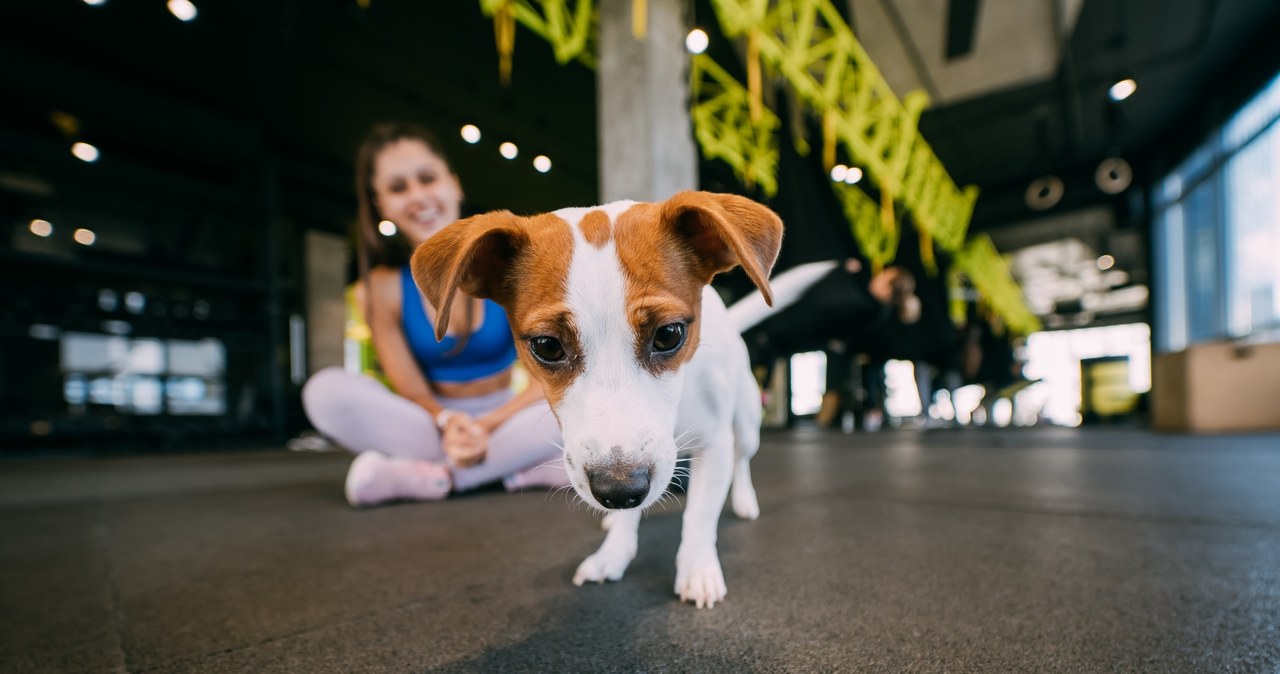 Na zajęcia jogi z psami wpadła amerykańska joginka Suzi Teitelman w 2001 roku /123RF/PICSEL