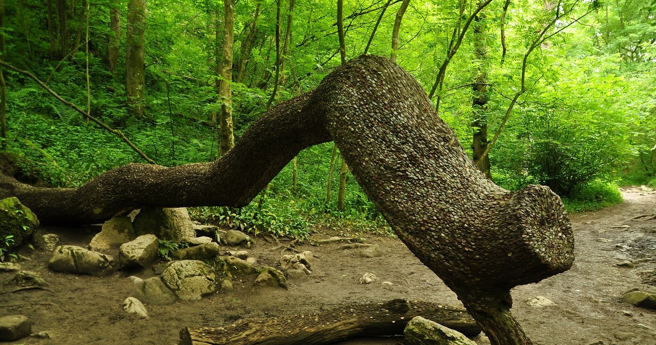 Na zaskakujący widok drzewa pokrytego monetami można natknąć się m.in. w Anglii, Szkocji i Walii, ale nie tylko. /Nilfanion, CC BY-SA 4.0 /Wikimedia