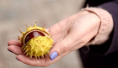 Na zbieraniu kasztanów też można zarobić. Tyle dostaniesz za nie w skupie