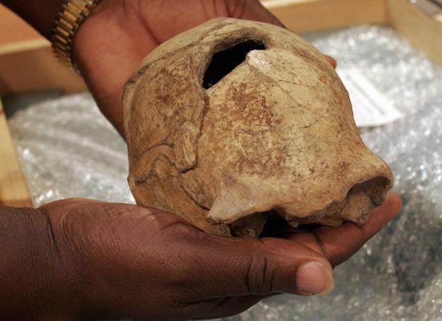 Na zdj. czaszka homo erectusa znalezionego w 2000 r. niedaleko jeziora Turkana w Kenii. /Getty Images/Flash Press Media