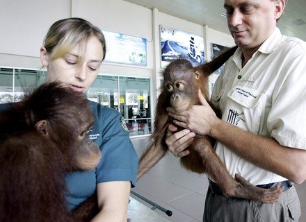 Na zdj. Edwin Wiek i Cheryl Macpherson trzymają na rękach dwa przemycone orangutany z Indonezji . /AFP