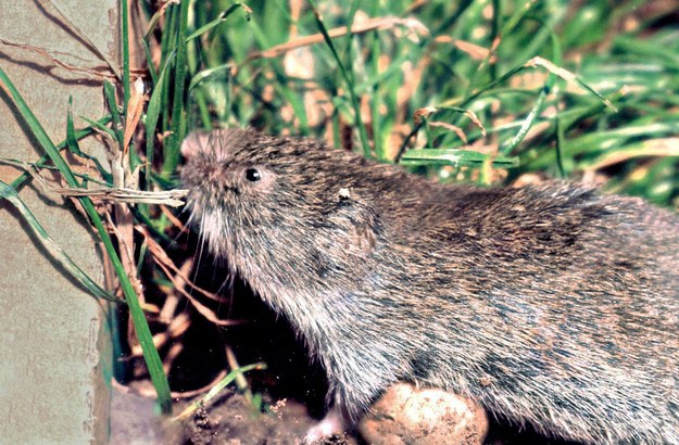 Na zdjęciu bawarska mysz krótkoucha wypatrzona w 2004 roku przez przyrodników w Tyrolu w Austrii /	EDMUND WEISS /PAP/EPA