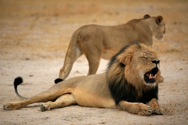 Na zdjęciu lew Cecil. Według nieoficjalnych informacji, jego brat również został zabity /ZIMPARKS   /PAP/EPA