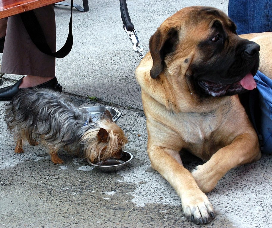 Na zdjęciu mastif z yorkiem /Andrzej Rybczyński  /PAP