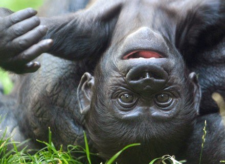 Na zdjęciu młody goryl w innej pozycji... /AFP
