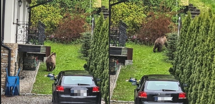 Na zdjęciu niedźwiedź, który odwiedził mieszkańców Zakopanego pod koniec maja /Policja Zakopane /materiał zewnętrzny
