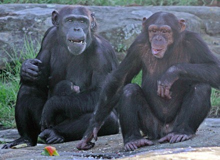 Na zdjęciu: szympansy z zoo w Sydney, marzec 2008 /AFP