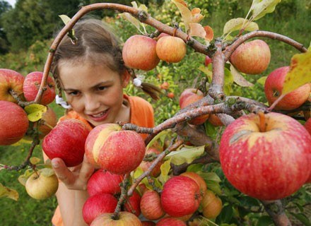 Na zdjęciu: zbiory jabłek nieopodal niemieckiego Rathenow, 21 sierpnia 2008 /AFP