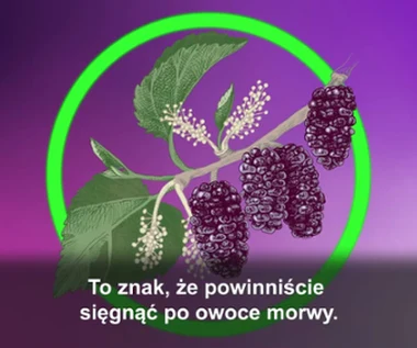 "Na zdrowie": Na siwiznę, wrzody i bezsenność - morwa