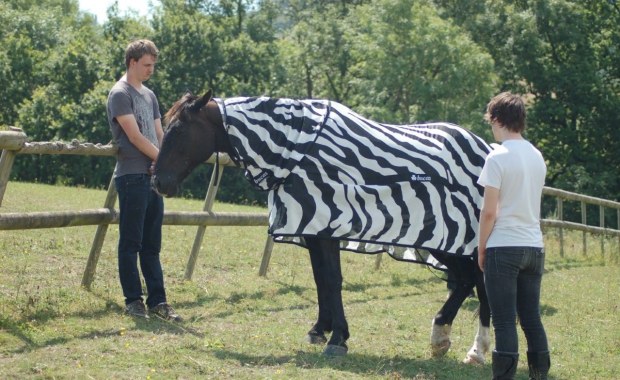 Na zebrze mucha nie siada...