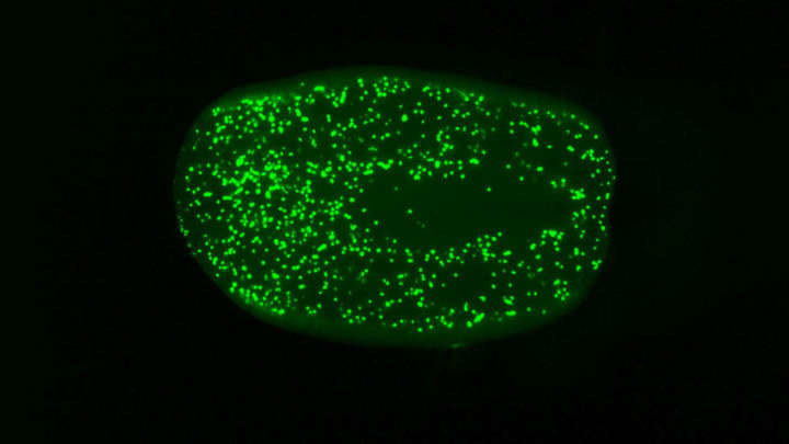 Na zielono zaznaczono komórki macierzyste płazińców, które zaczęły szybciej się dzielić w polu magnetycznym /materiały prasowe