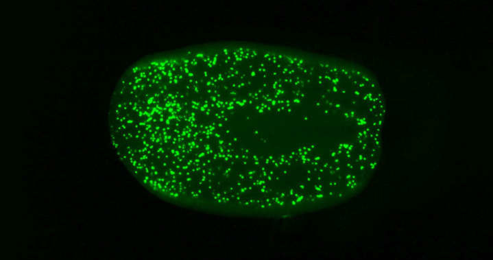 Na zielono zaznaczono komórki macierzyste płazińców, które zaczęły szybciej się dzielić w polu magnetycznym /materiały prasowe