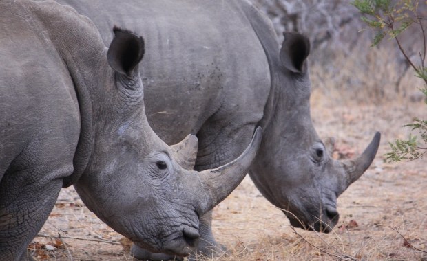Na Ziemi może wkrótce wyginąć nawet milion gatunków fauny i flory