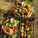 "Na zimę, na przetwory". Zbierz sam, zapłać grosze i pomóż rolnikowi