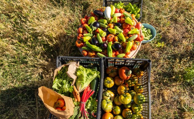 "Na zimę, na przetwory". Zbierz sam, zapłać grosze i pomóż rolnikowi