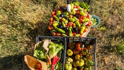 "Na zimę, na przetwory". Zbierz sam, zapłać grosze i pomóż rolnikowi