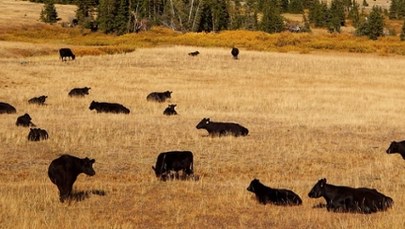 Nabywca gigantycznego rancza ujawniony. Plotkowano, że to Zełenski
