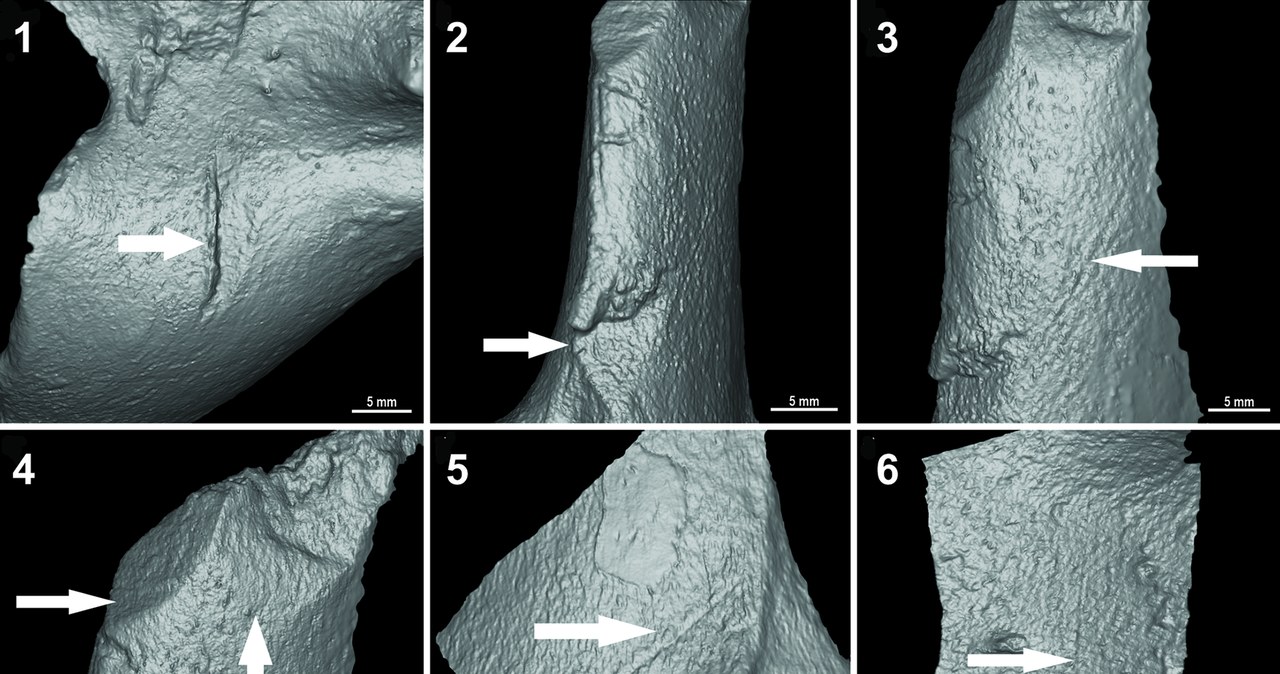 Nacięcia na kościach wykonane ludzką ręką /Mariano Del Papa et al., 2024. Anthropic cut marks in extinct megafauna bones from the Pampean region (Argentina) at the last glacial maximum. PLOS ONE/ Accesshttps://doi.org/10.1371/journal.pone.0304 /materiały prasowe