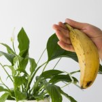 Nacierasz liście roślin doniczkowych skórką od banana? Ten gatunek tego nie znosi