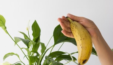 Nacierasz liście roślin doniczkowych skórką od banana? Ten gatunek tego nie znosi